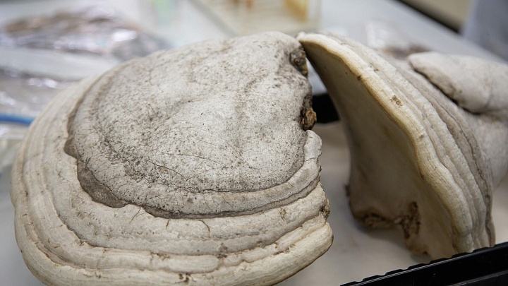 На Урале создали "грибную" мазь для заживления сильных ожогов