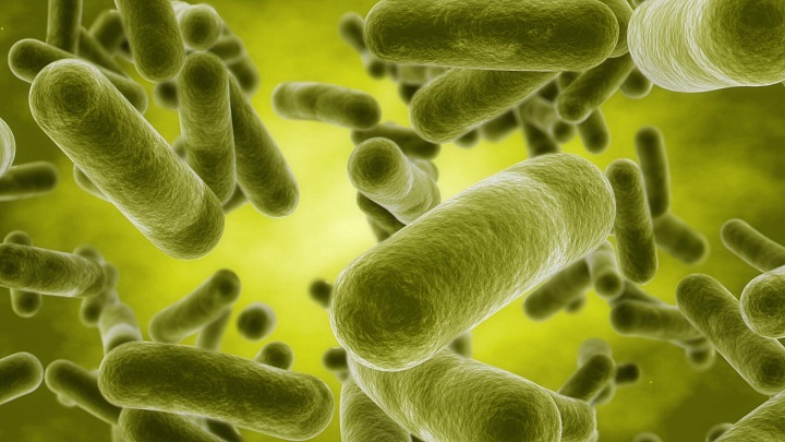 Ученые приручили бактерии для производства лекарств